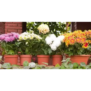 Wonderfull chrysanthemum Plants
